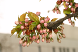 Prunus serrulata var. longipes 'Shogetsu' RCP 04-06 (201).jpg